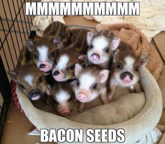 Name:  bacon_seeds.jpg
Views: 556
Size:  74.2 KB