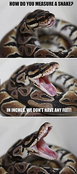 Name:  Measuring_Snakes.jpg
Views: 1238
Size:  51.6 KB