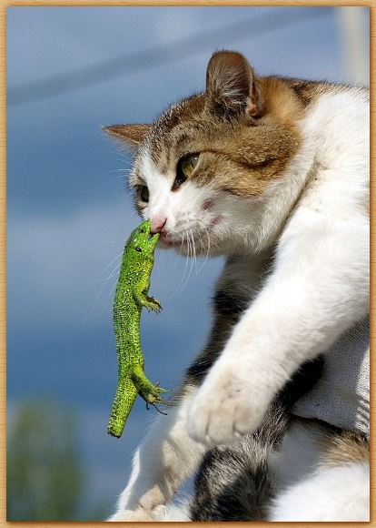 Name:  lizardcat.JPG
Views: 1983
Size:  42.0 KB