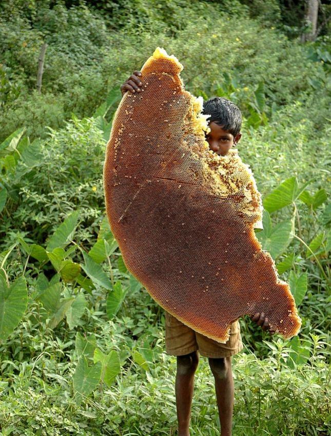 Name:  hugepieceofhoneycomb.jpg
Views: 1053
Size:  148.7 KB