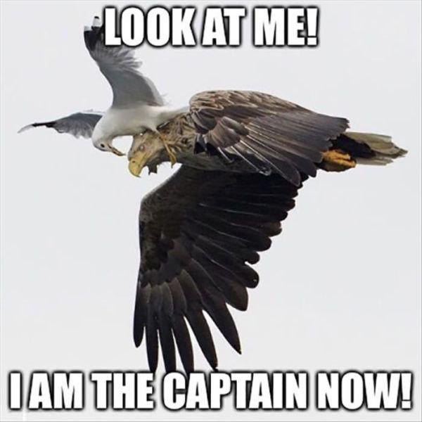 Name:  Look_At_Me_Now.jpg
Views: 1142
Size:  40.1 KB