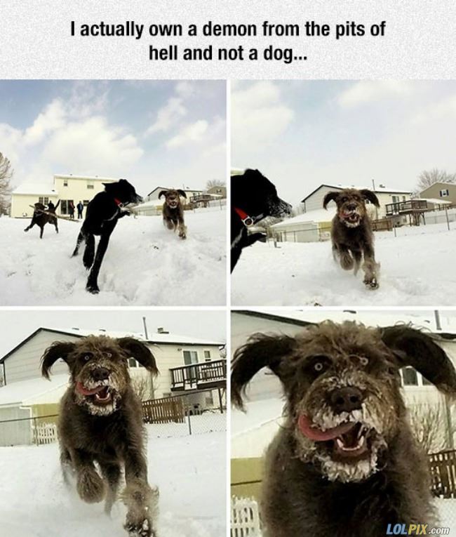 Name:  Demon_Dog.jpg
Views: 1726
Size:  77.1 KB