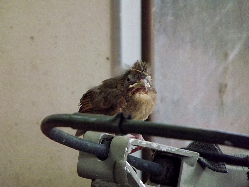 Name:  cardinalchick1.jpg
Views: 8358
Size:  144.2 KB