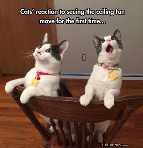 Name:  Cats_Reaction.jpg
Views: 3750
Size:  42.6 KB