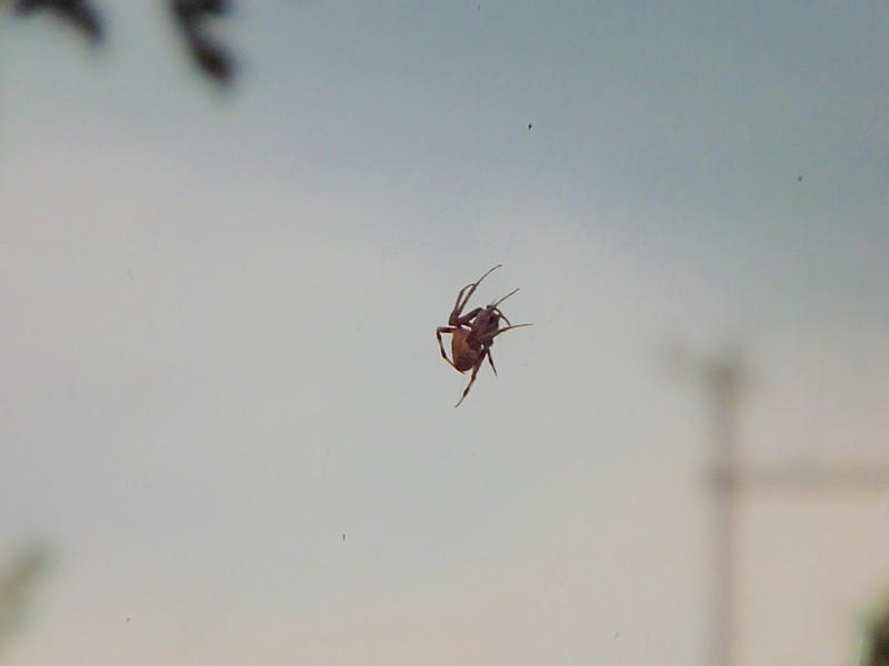 Name:  Spidder2.jpg
Views: 346
Size:  67.0 KB