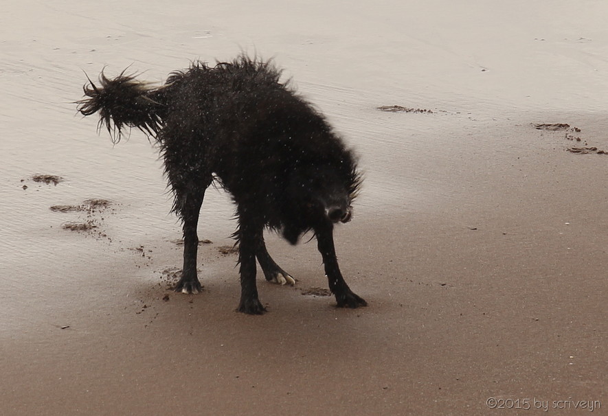 Name:  scriveyn_dog2_web.jpg
Views: 802
Size:  111.0 KB