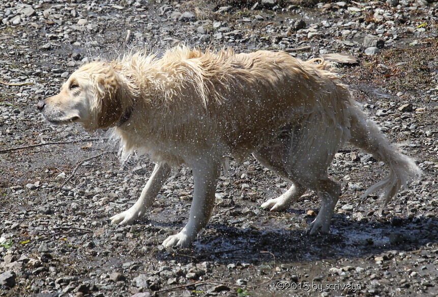 Name:  scriveyn_dog1_web.jpg
Views: 829
Size:  170.1 KB