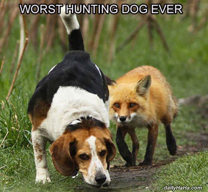 Name:  hunting_dog.jpg
Views: 782
Size:  67.2 KB