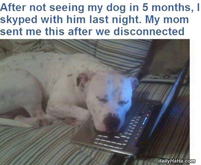 Name:  skyped_my_dog.jpg
Views: 829
Size:  49.8 KB