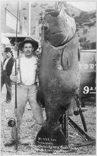 Name:  blackseabass.jpg
Views: 397
Size:  75.1 KB