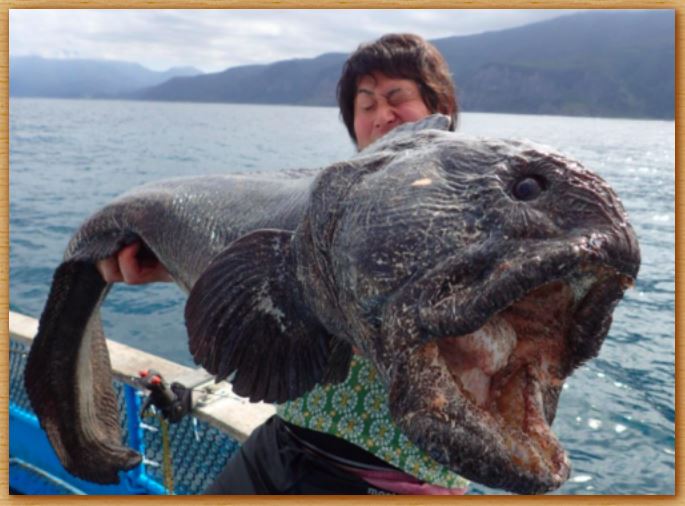 Name:  wolffish.JPG
Views: 1021
Size:  62.6 KB