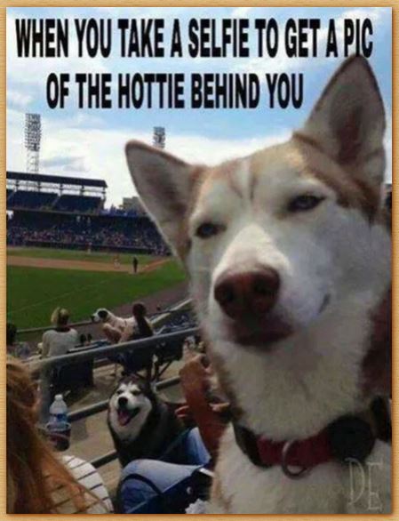 Name:  doghotties.JPG
Views: 1452
Size:  52.1 KB