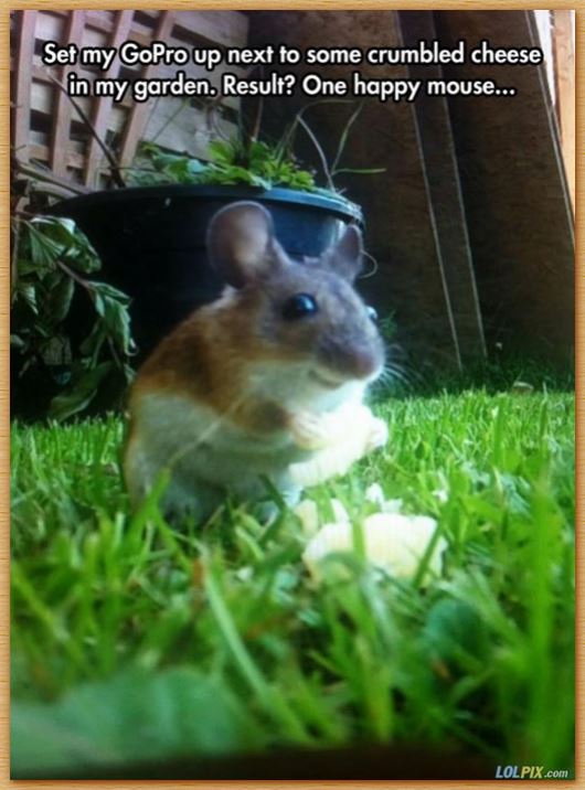 Name:  saycheese.JPG
Views: 3325
Size:  66.7 KB
