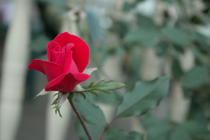 Name:  rose.jpg
Views: 212
Size:  63.6 KB