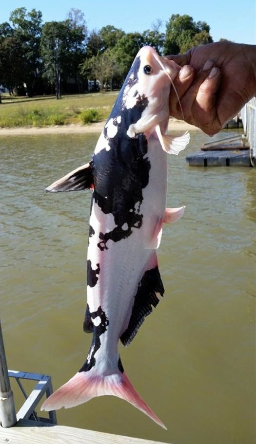 Name:  catfish-that-looks-like-a-cow-2.jpg
Views: 300
Size:  67.9 KB