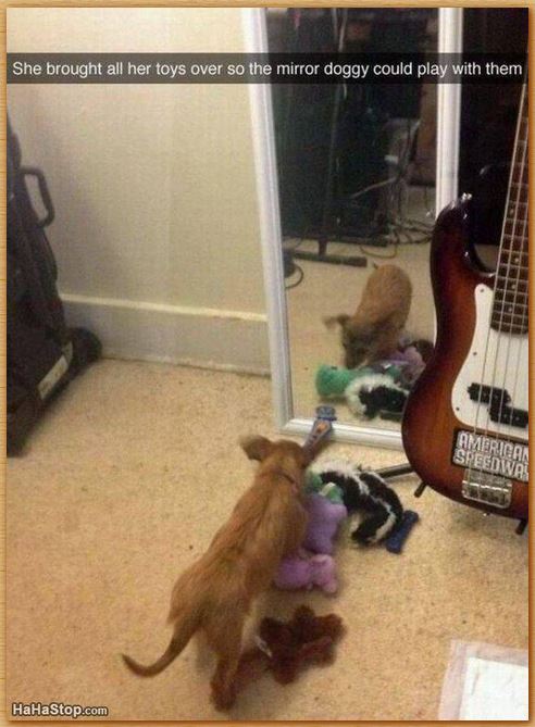 Name:  mirrordogtoys.JPG
Views: 1564
Size:  63.5 KB