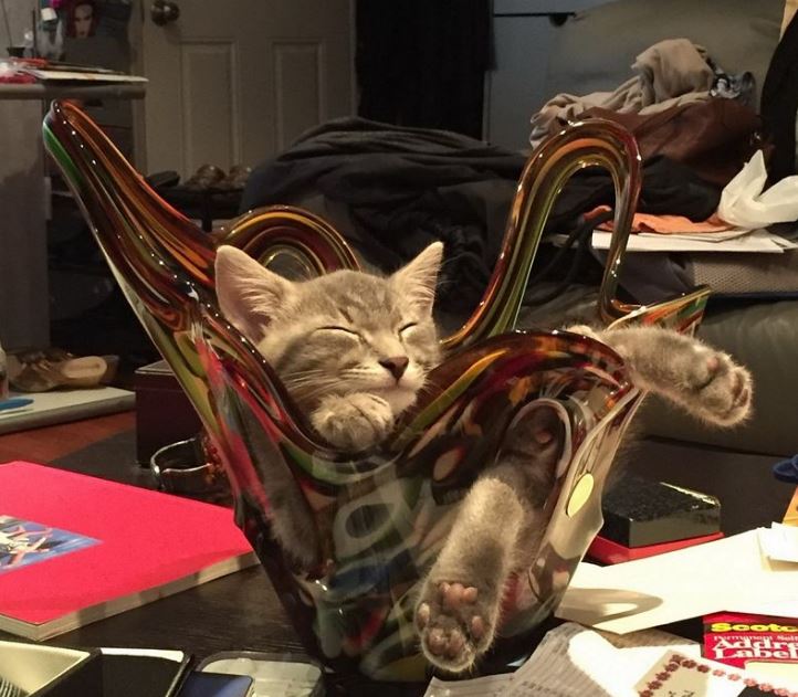 Name:  twistedkitty.JPG
Views: 432
Size:  81.1 KB