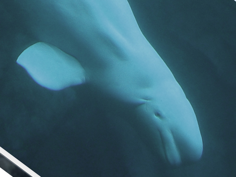 Name:  beluga.jpeg
Views: 869
Size:  64.2 KB