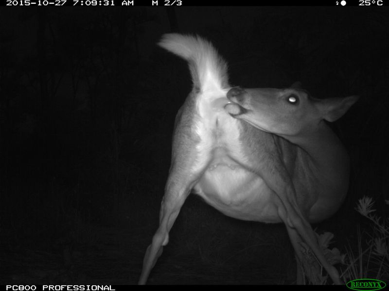 Name:  deer licking its own.jpg
Views: 132
Size:  33.6 KB