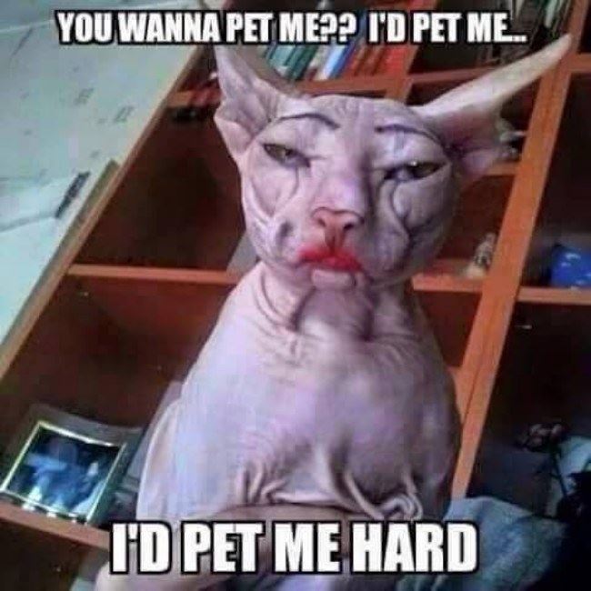 Name:  bufflobillcat.jpg
Views: 451
Size:  59.9 KB