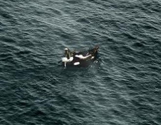 Name:  moby dick.jpg
Views: 1512
Size:  26.2 KB