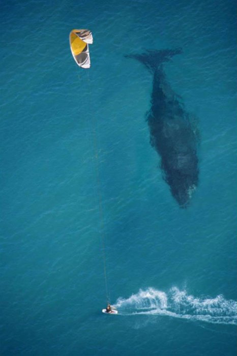 Name:  kite-surfing-with-whale-below-aerial-shot-from-above.jpg
Views: 2405
Size:  48.8 KB