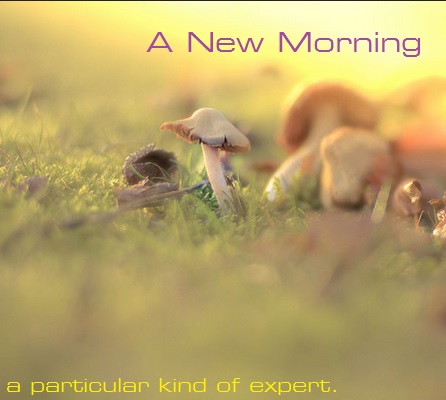 Name:  new morning.jpg
Views: 242
Size:  40.5 KB