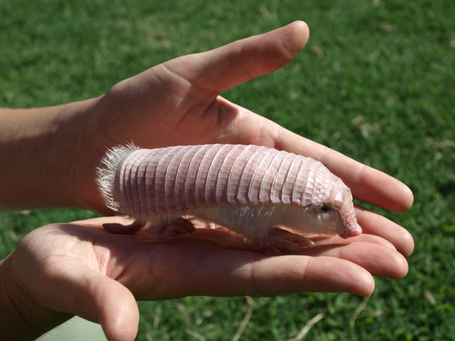 Name:  pink fairy armadillo.jpg
Views: 2889
Size:  56.3 KB