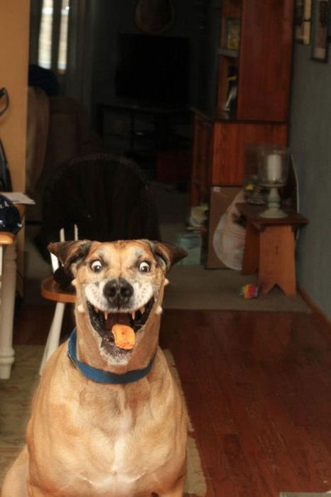 Name:  mcnugget dog.jpg
Views: 626
Size:  35.3 KB