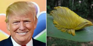 Name:  Donald.jpg
Views: 1160
Size:  6.7 KB
