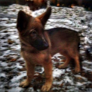 Name:  New police dog Dobrynya .jpg
Views: 320
Size:  40.1 KB