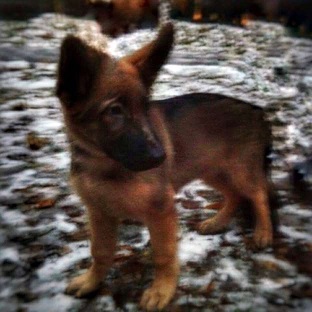 Name:  New police dog Dobrynya .jpg
Views: 534
Size:  40.1 KB