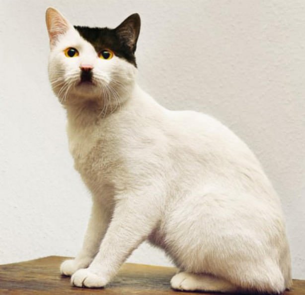 Name:  animals-27.jpg
Views: 467
Size:  33.4 KB