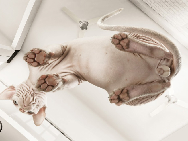 Name:  lolcat3.jpg
Views: 465
Size:  74.1 KB