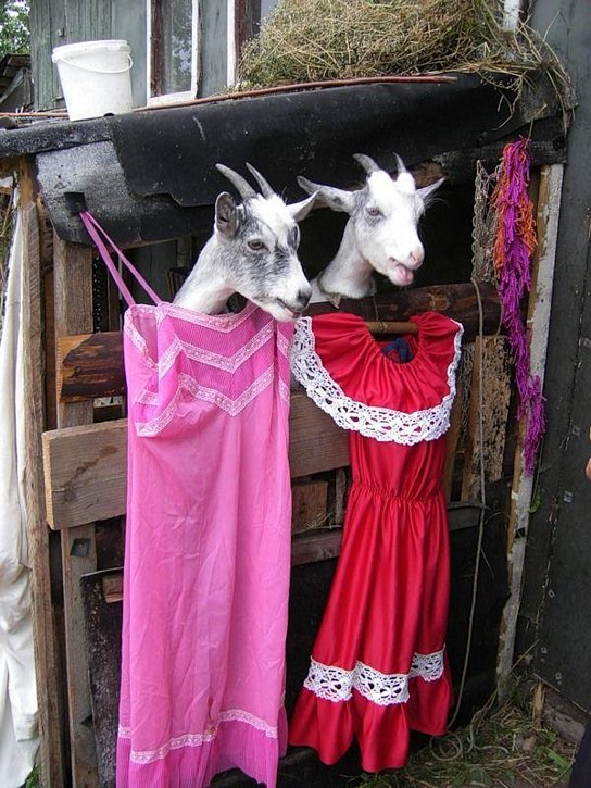 Name:  goatdresses.jpg
Views: 282
Size:  112.2 KB