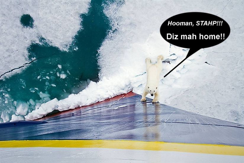Name:  playfulpolarbear.jpg
Views: 692
Size:  112.5 KB