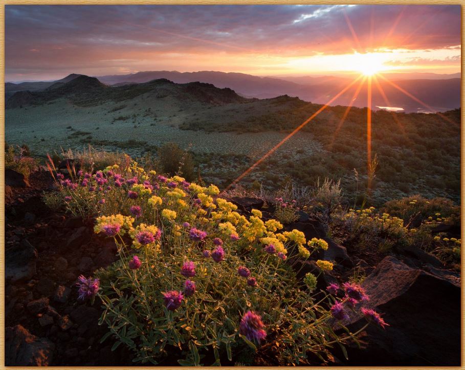 Name:  flowers.JPG
Views: 2030
Size:  134.2 KB