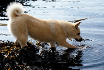 Name:  dog.jpg
Views: 788
Size:  48.3 KB