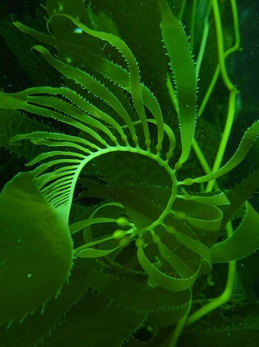 Name:  kelp.jpg
Views: 118
Size:  40.5 KB