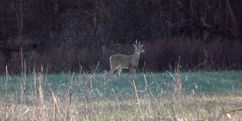 Name:  buck1.jpg
Views: 329
Size:  131.8 KB