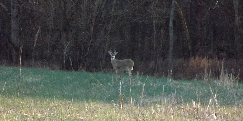 Name:  buck2.jpg
Views: 4502
Size:  127.2 KB