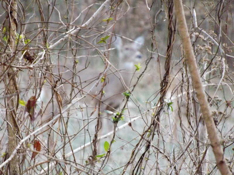 Name:  doe.jpg
Views: 5540
Size:  153.4 KB