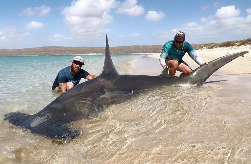 Name:  hammerhead-shark-rogue-offshore.jpg
Views: 1495
Size:  107.6 KB