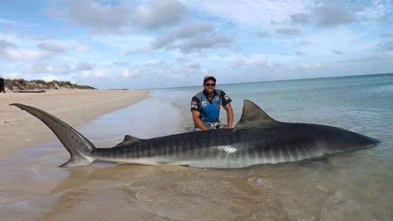 Name:  tiger-shark-from-Rogue-Offshore.jpg
Views: 1569
Size:  71.4 KB