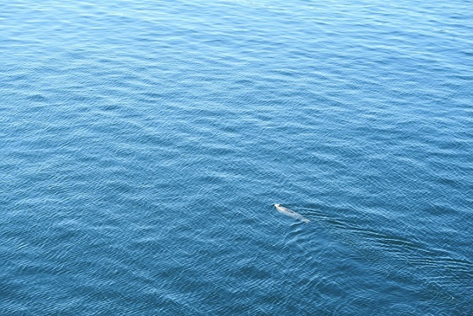 Name:  IMG_0818sm.jpg
Views: 4436
Size:  172.4 KB