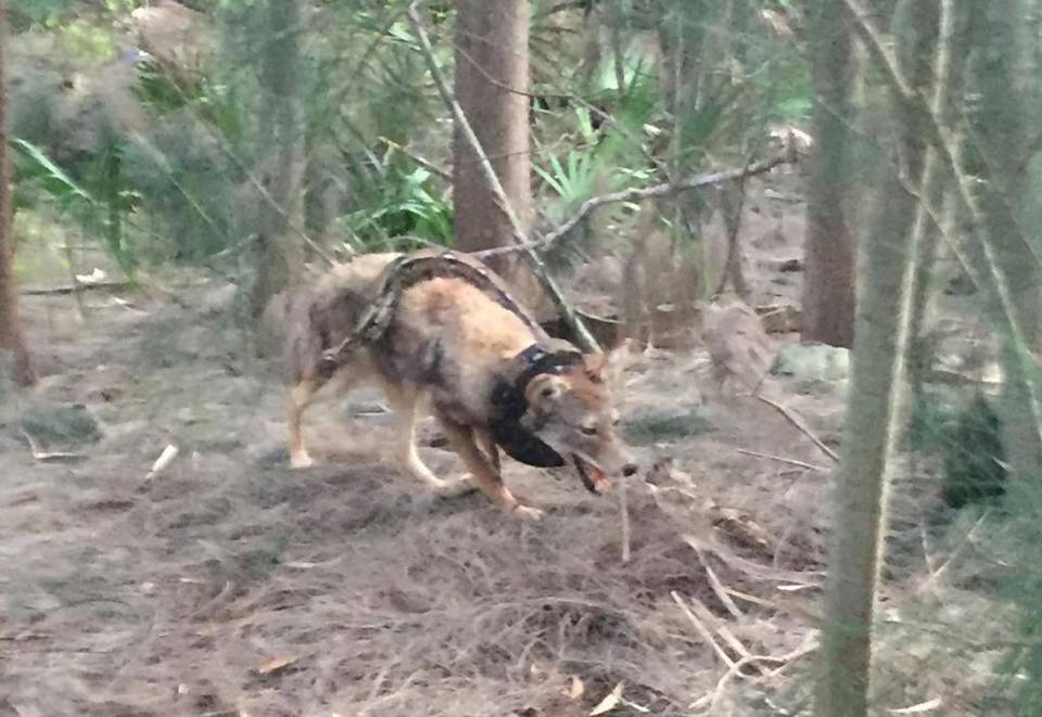 Name:  coyotecrop.jpg
Views: 2625
Size:  82.3 KB