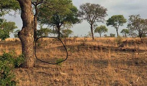 Name:  Cheetah.JPG
Views: 620
Size:  60.0 KB