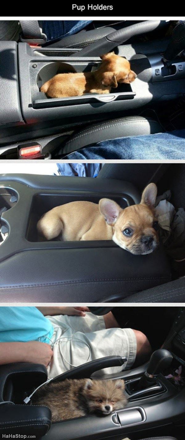 Name:  Pup_Holders.jpg
Views: 1383
Size:  121.6 KB