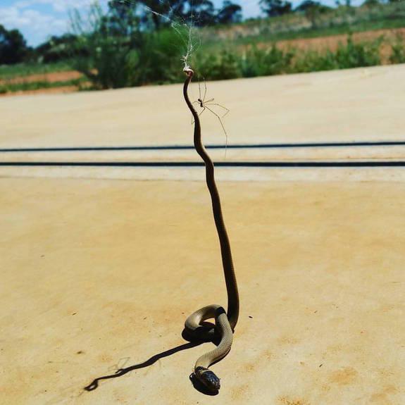 Name:  spider-ensnares-snake.jpg
Views: 291
Size:  39.4 KB