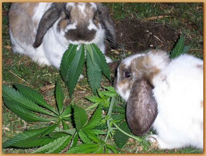 Name:  damnbunnies.JPG
Views: 1930
Size:  87.4 KB